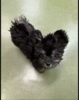 R.M 様のお迎えした子犬