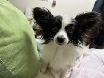 モモパパ 様のお迎えした子犬