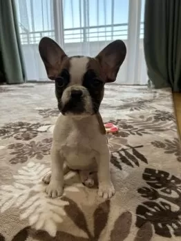 メイ 様のお迎えした子犬