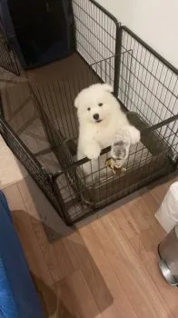 M.I 様のお迎えした子犬