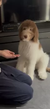 mel 様のお迎えした子犬