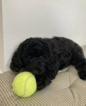 K.S 様のお迎えした子犬