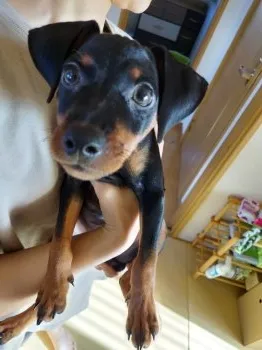 T.K 様のお迎えした子犬