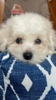 J.O 様のお迎えした子犬