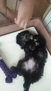 たつきママ 様のお迎えした子犬