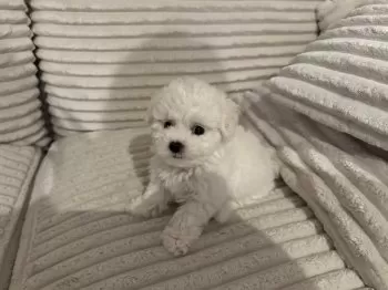 N.Ｉ 様のお迎えした子犬