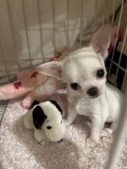 K.I 様のお迎えした子犬