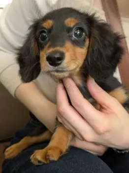 T.F 様のお迎えした子犬
