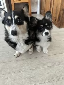 ビビアン 様のお迎えした子犬