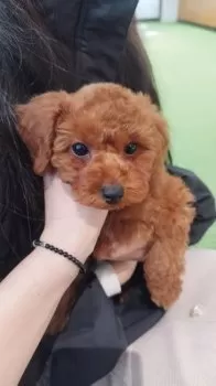 T.I 様のお迎えした子犬