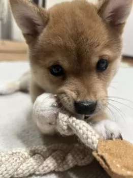 K.K 様のお迎えした子犬