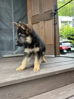 ZakZak 様のお迎えした子犬
