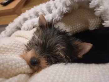 K.S 様のお迎えした子犬