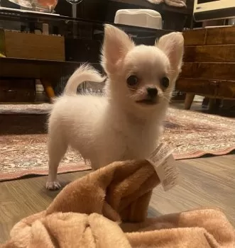 N.M 様のお迎えした子犬