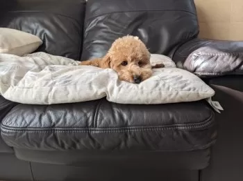 S,H 様のお迎えした子犬