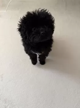 ニコ 様のお迎えした子犬