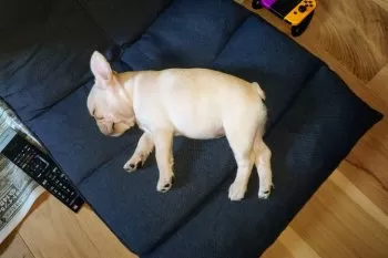 ハム 様のお迎えした子犬
