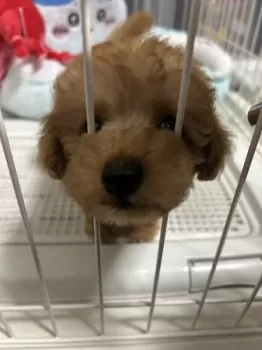 M.S 様のお迎えした子犬