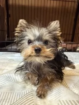 R.T 様のお迎えした子犬