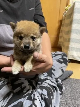 かっちゃん 様のお迎えした子犬