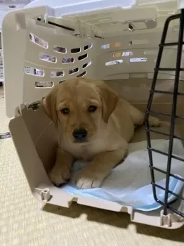 もんはな 様のお迎えした子犬