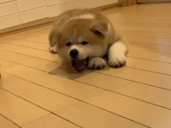 岳 様のお迎えした子犬