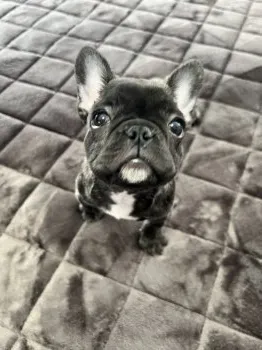 noriko-T 様のお迎えした子犬