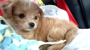 ゆりさん 様のお迎えした子犬