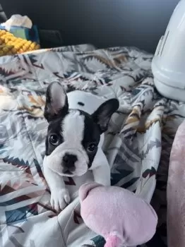R.I 様のお迎えした子犬