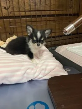 あり 様のお迎えした子犬