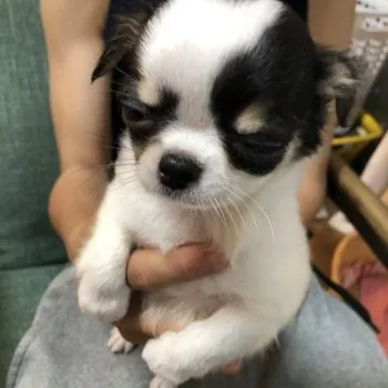 M.M 様のお迎えした子犬