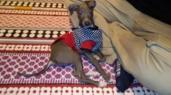 らんまる 様のお迎えした子犬