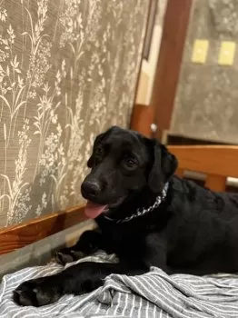 H.T 様のお迎えした子犬