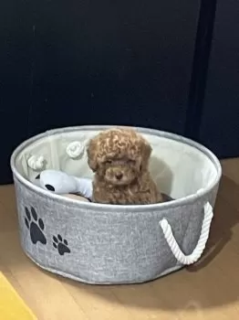 カズ 様のお迎えした子犬
