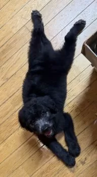 touko_ok 様のお迎えした子犬