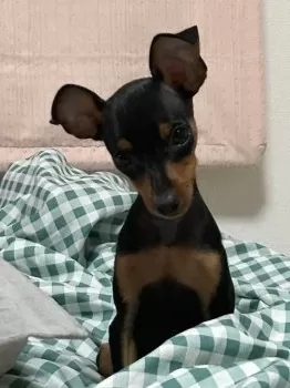 Y.Y 様のお迎えした子犬