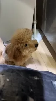 Ｓ 様のお迎えした子犬