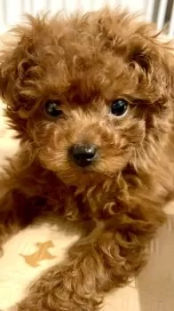 A.T 様のお迎えした子犬