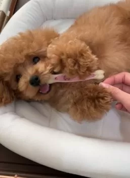T.O 様のお迎えした子犬