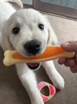 H.I 様のお迎えした子犬