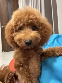 S.A 様のお迎えした子犬