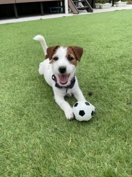 AT 様のお迎えした子犬