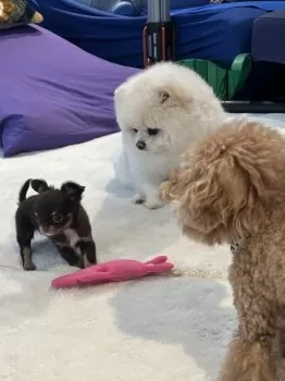 Y.S 様のお迎えした子犬