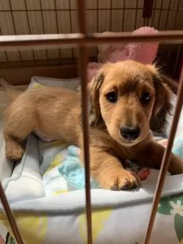 ミカ 様のお迎えした子犬