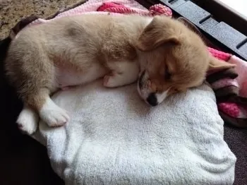 むー 様のお迎えした子犬