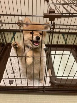 Y.M 様のお迎えした子犬