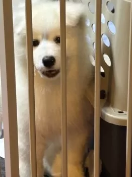 M.T 様のお迎えした子犬
