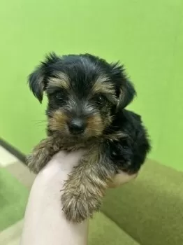 ぱぴを 様のお迎えした子犬