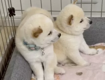 めぐ 様のお迎えした子犬