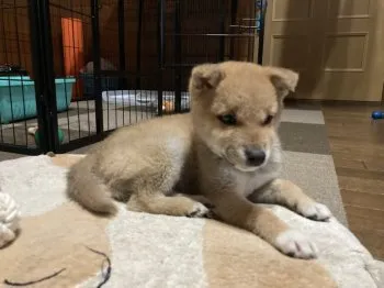 あらま 様のお迎えした子犬